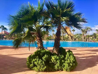 Fuerteventura Apartments Corralejo in Corralejo, Fuerteventura